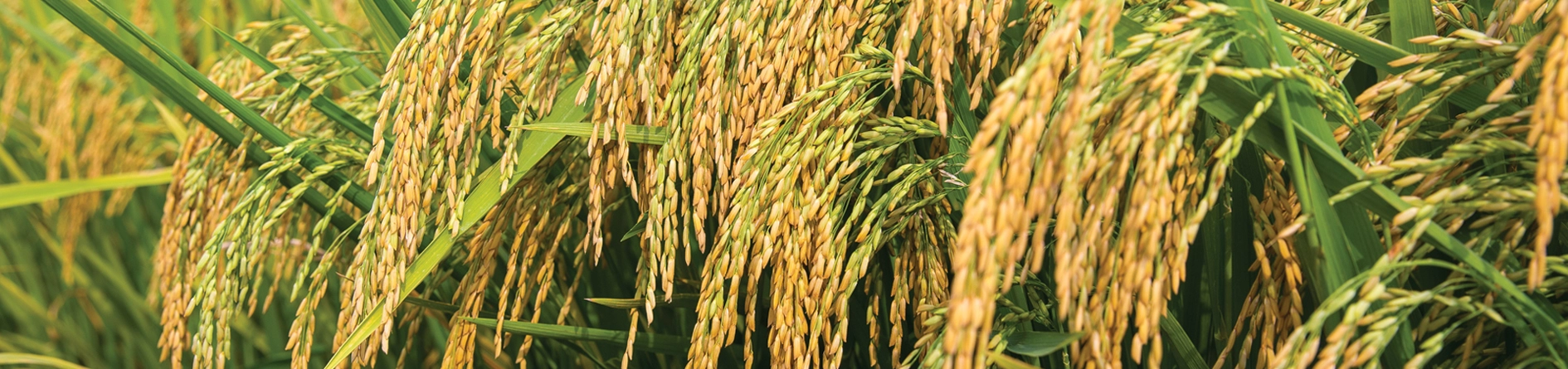 Gạo dược liệu