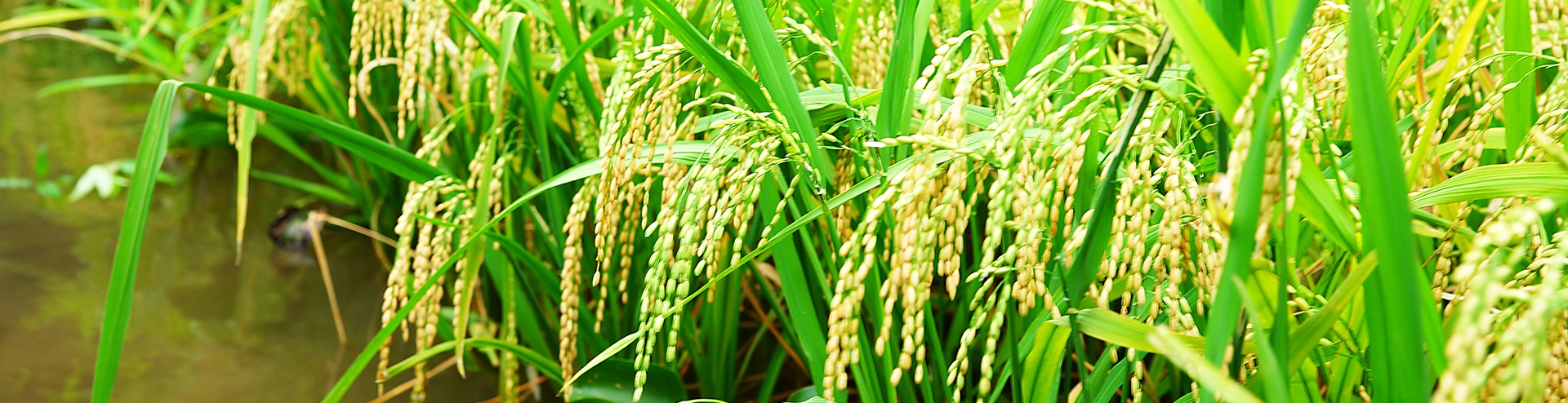 Gạo sạch toản xuân