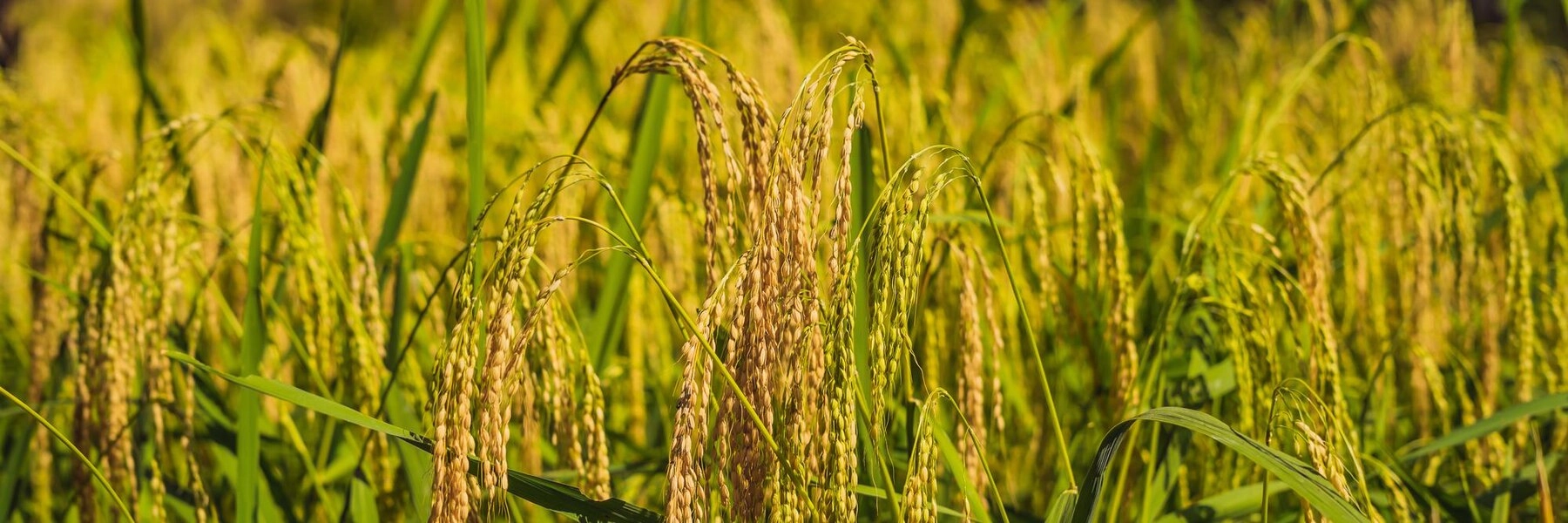 Gạo nếp cái hoa vàng