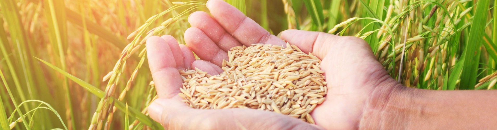 Quy trình gạo sạch