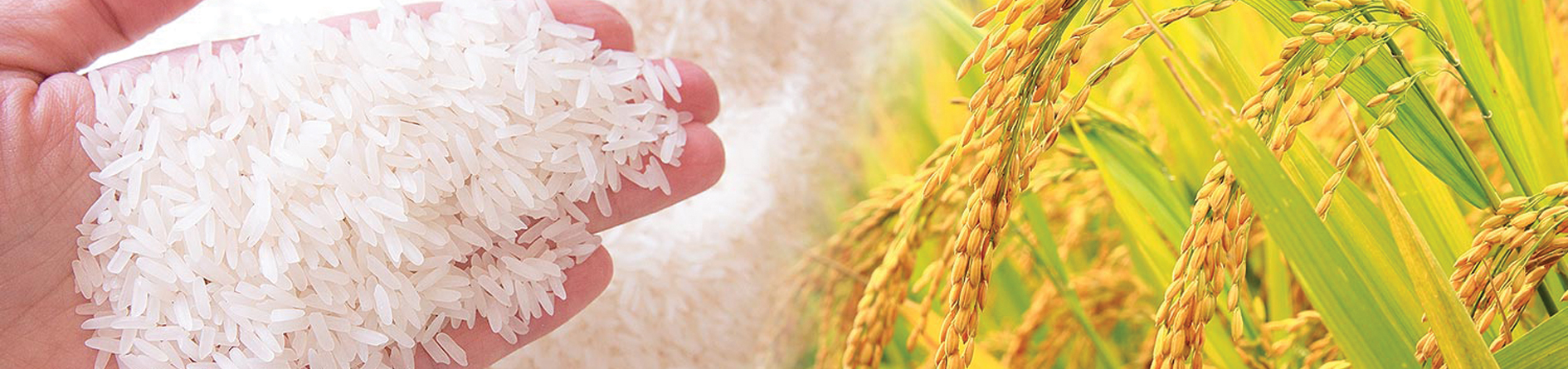 Gạo chất lượng cao