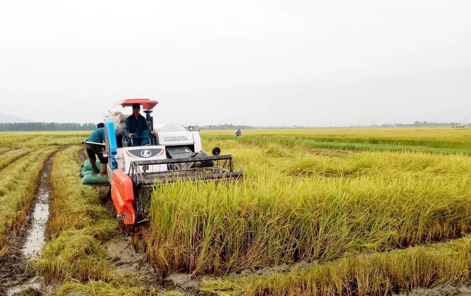 Một số hình ảnh thu hoạch lúa vụ mùa 2020