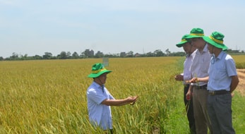 Hà Nội hỗ trợ Nam Định tiêu thụ sản phẩm gạo an toàn