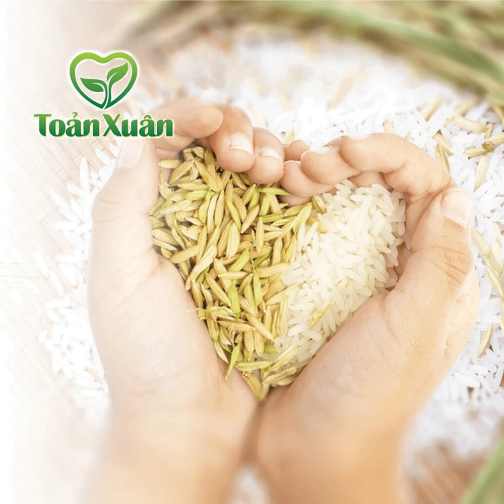 Gạo sạch toản xuân