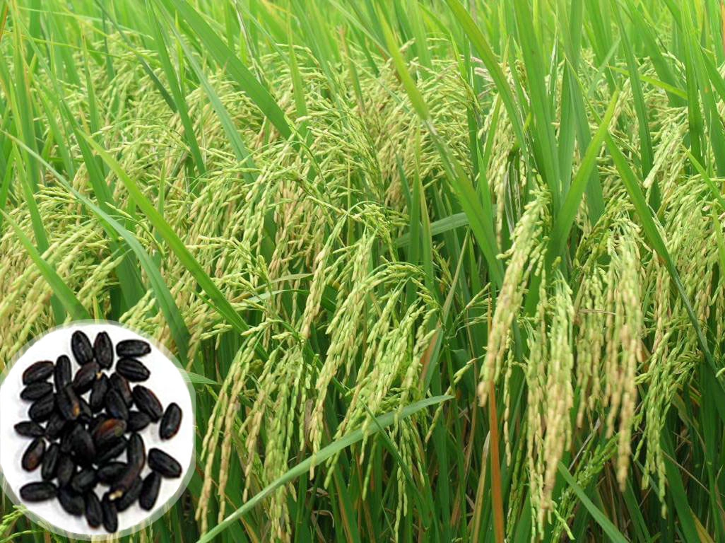 Gạo dược liệu