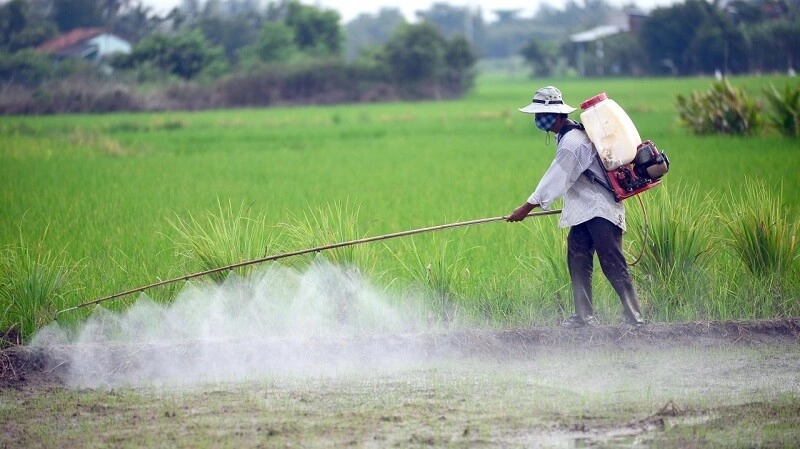 CHĂM SÓC VÀ PHÒNG TRỪ DỊCH HẠI